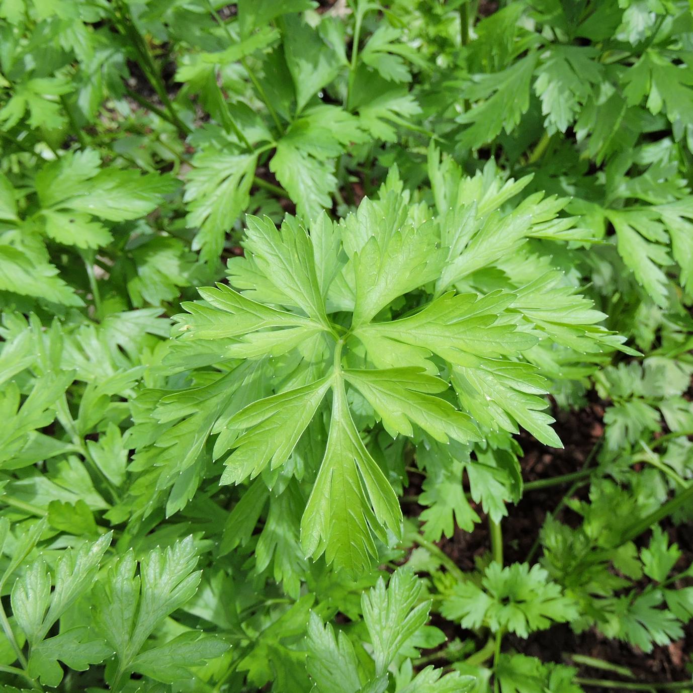 Hosszu Parsley