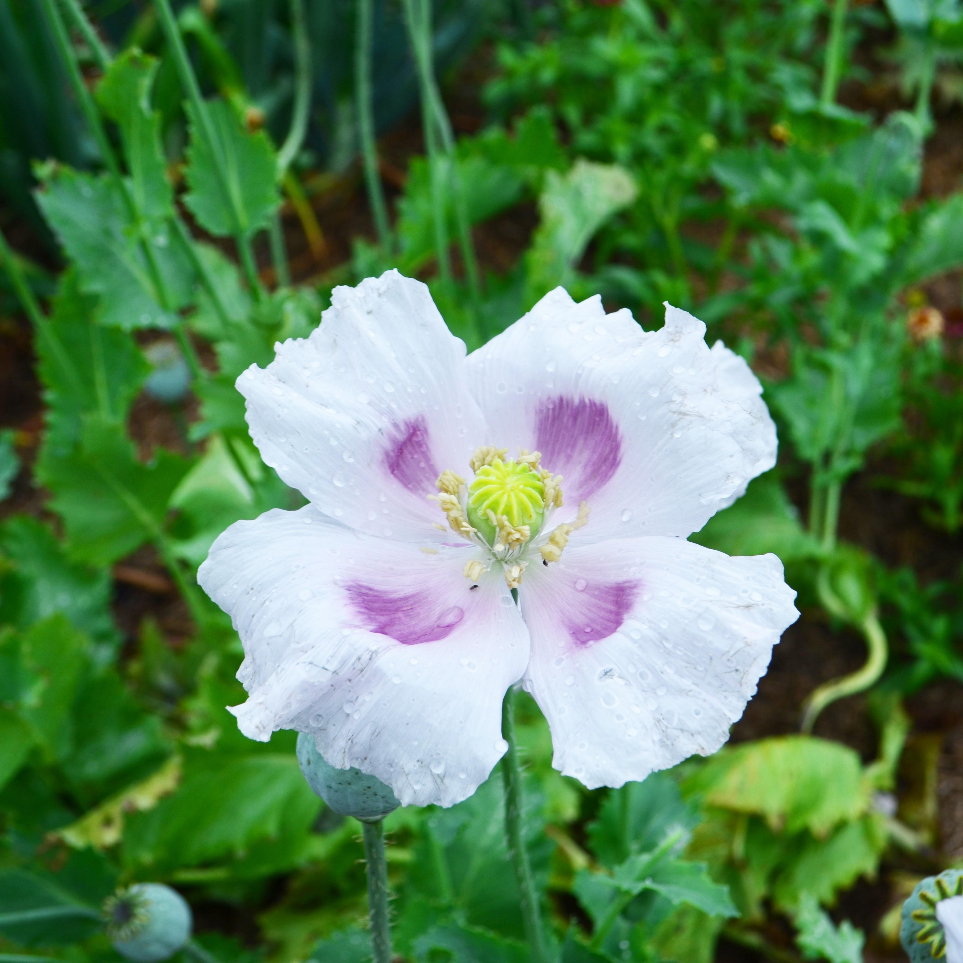 Elka White Heirloom Poppy