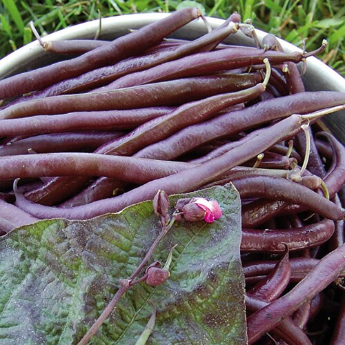 Bean, Royalty Purple Pod