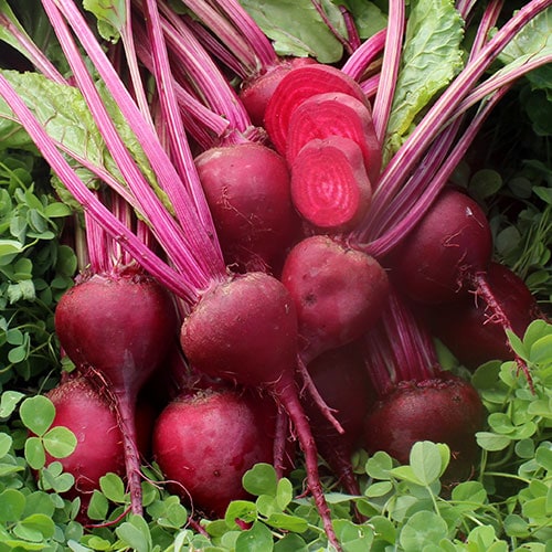 Beet, Early Blood Turnip