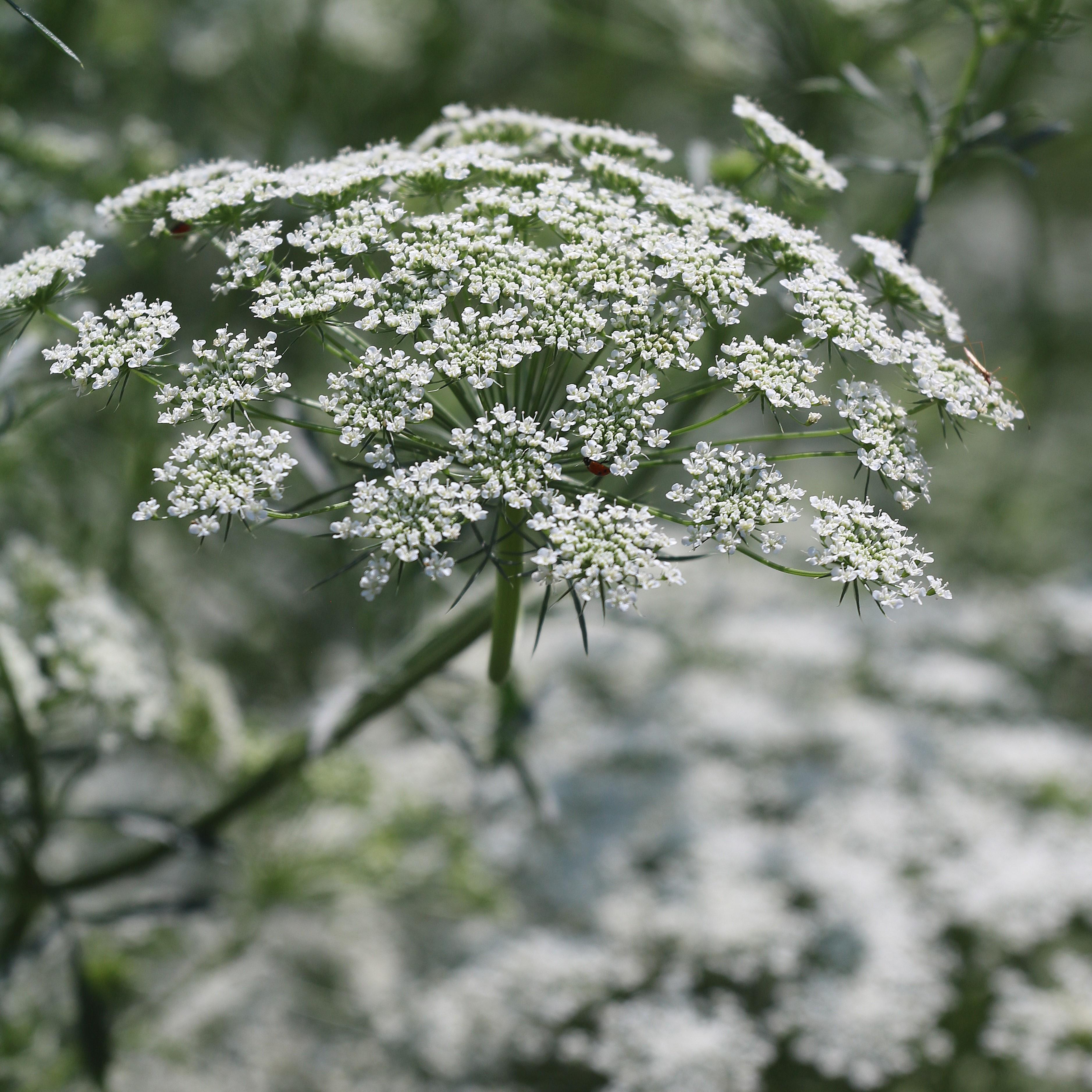 Bishop's Flower