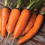 Orange carrots with green tops