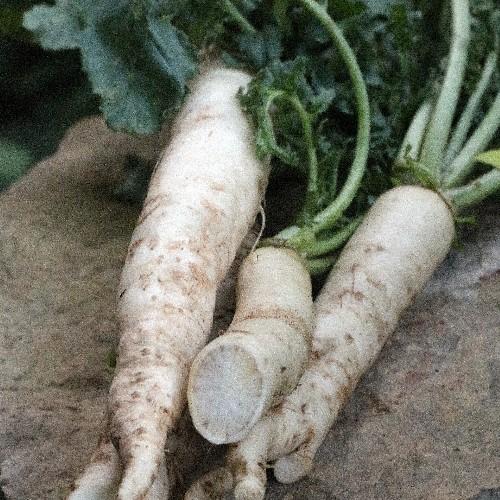 Tokinashi All-Season Radish