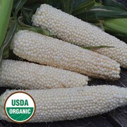 Ears of corn, small white kernels