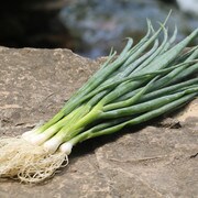 Heshiko Onion