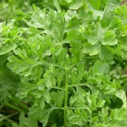 Garden Cress