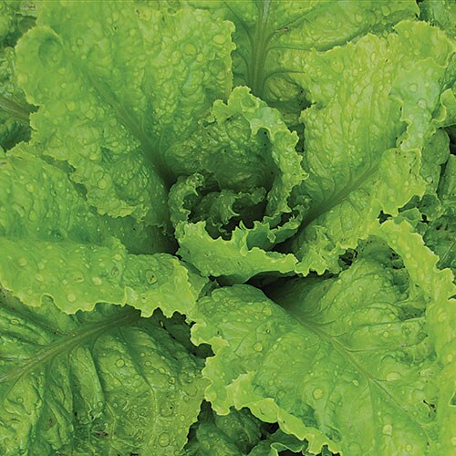 Lettuce, Australian Yellowleaf