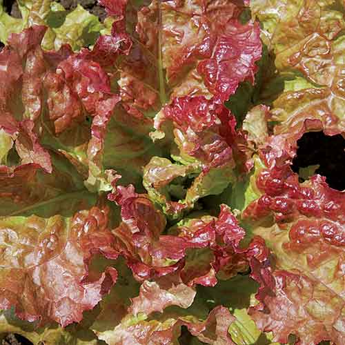 Flame Lettuce