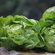 Light green lettuce head