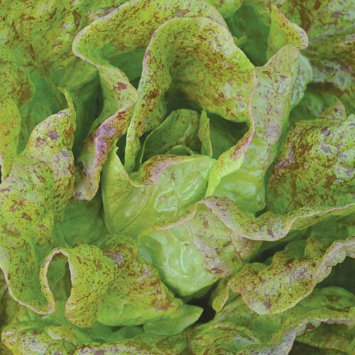 Lettuce, Sanguine Ameliore