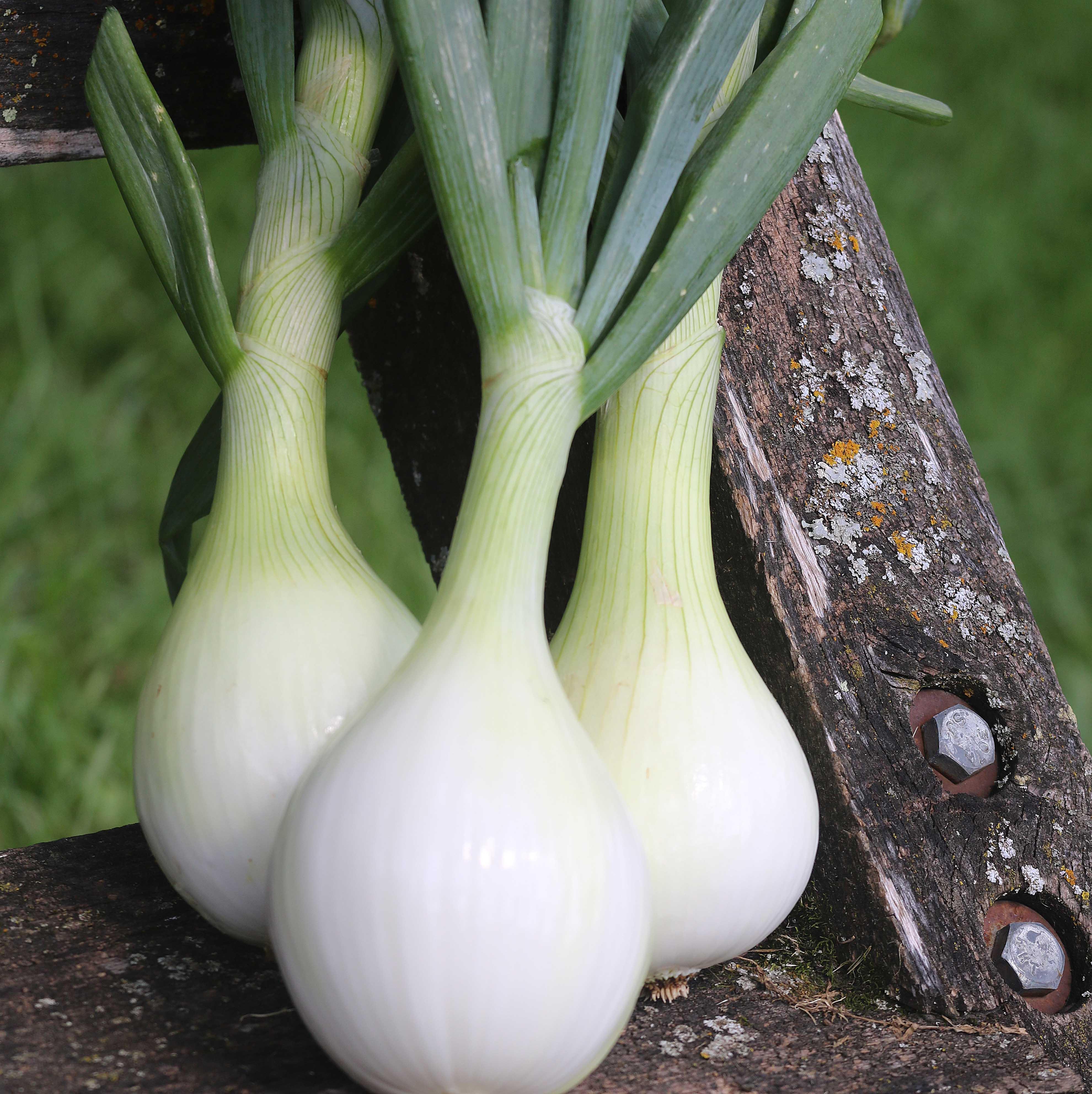 Onion, Ailsa Craig