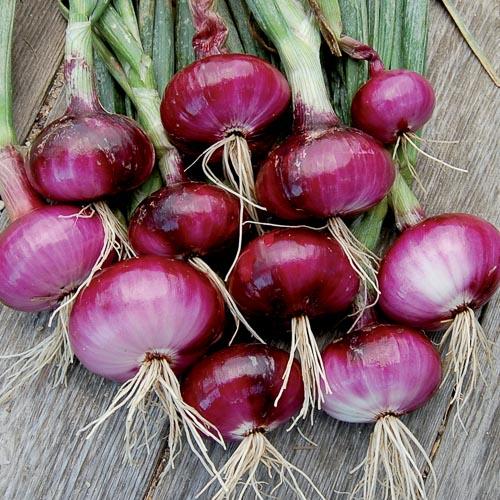 Onion, Red Wethersfield