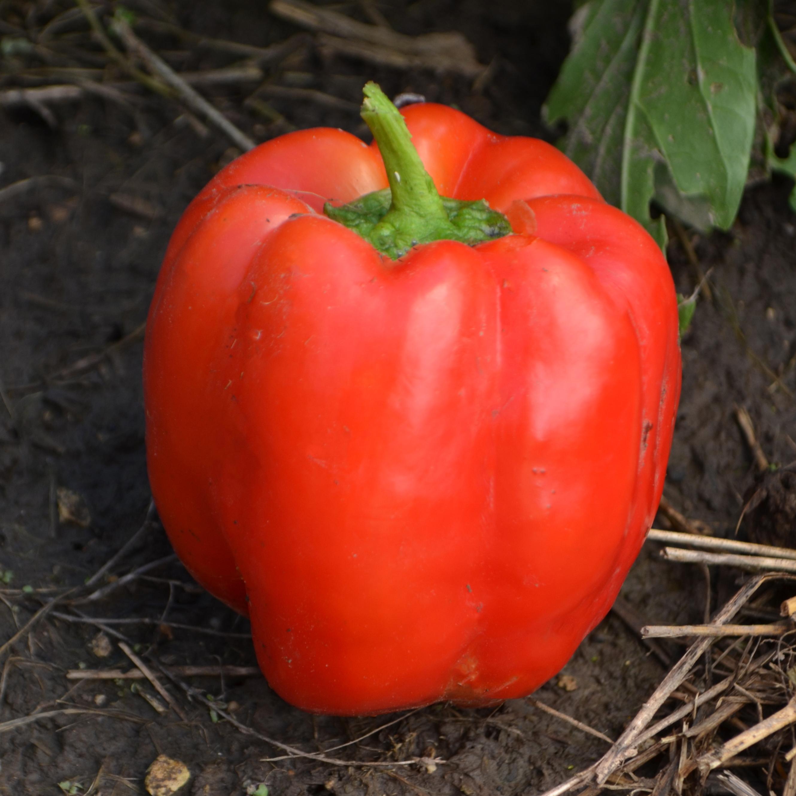 Joe's Big Blocky Red Pepper