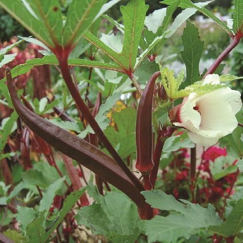 Red Burgundy Okra