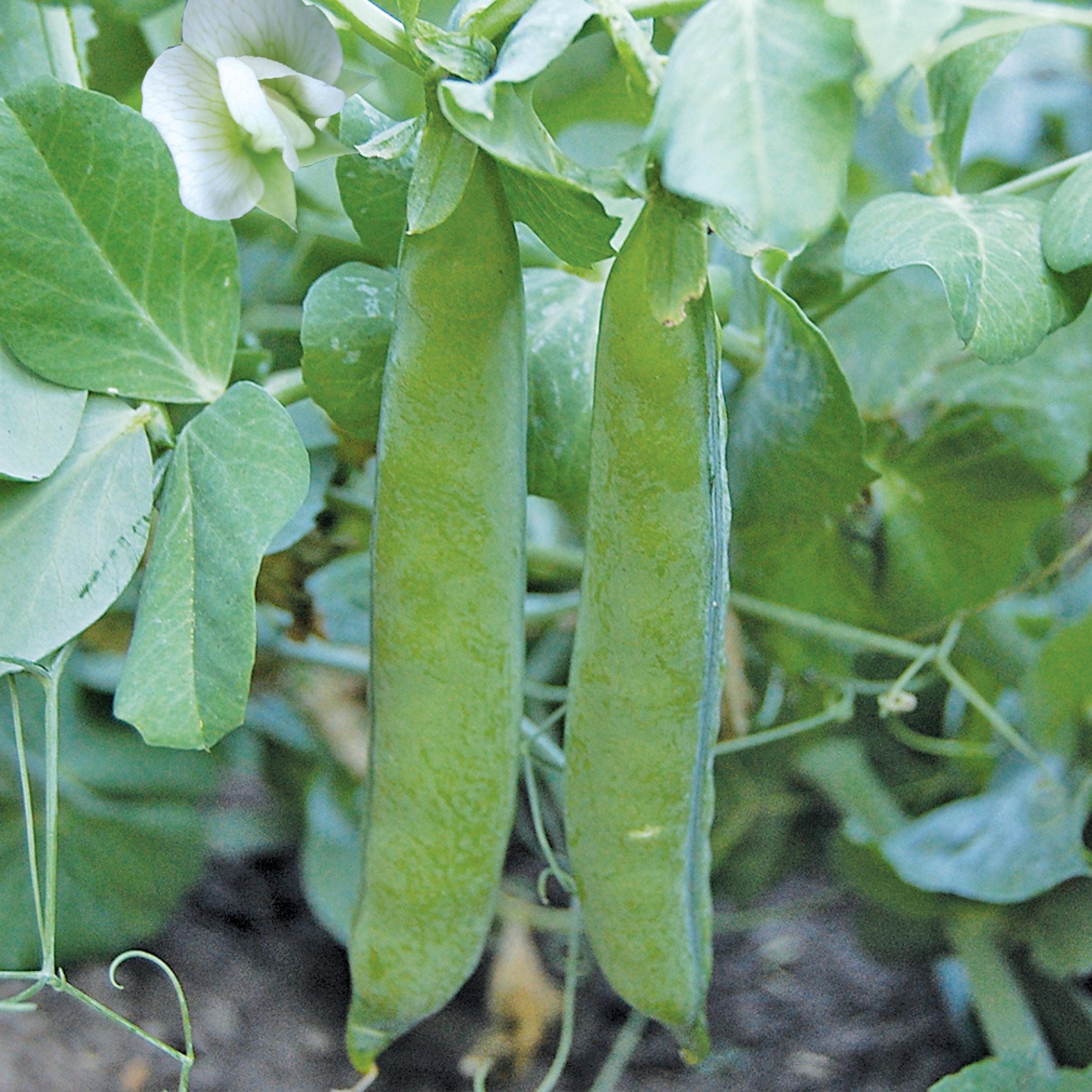 Green Arrow Pea