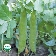 Green Arrow Pea