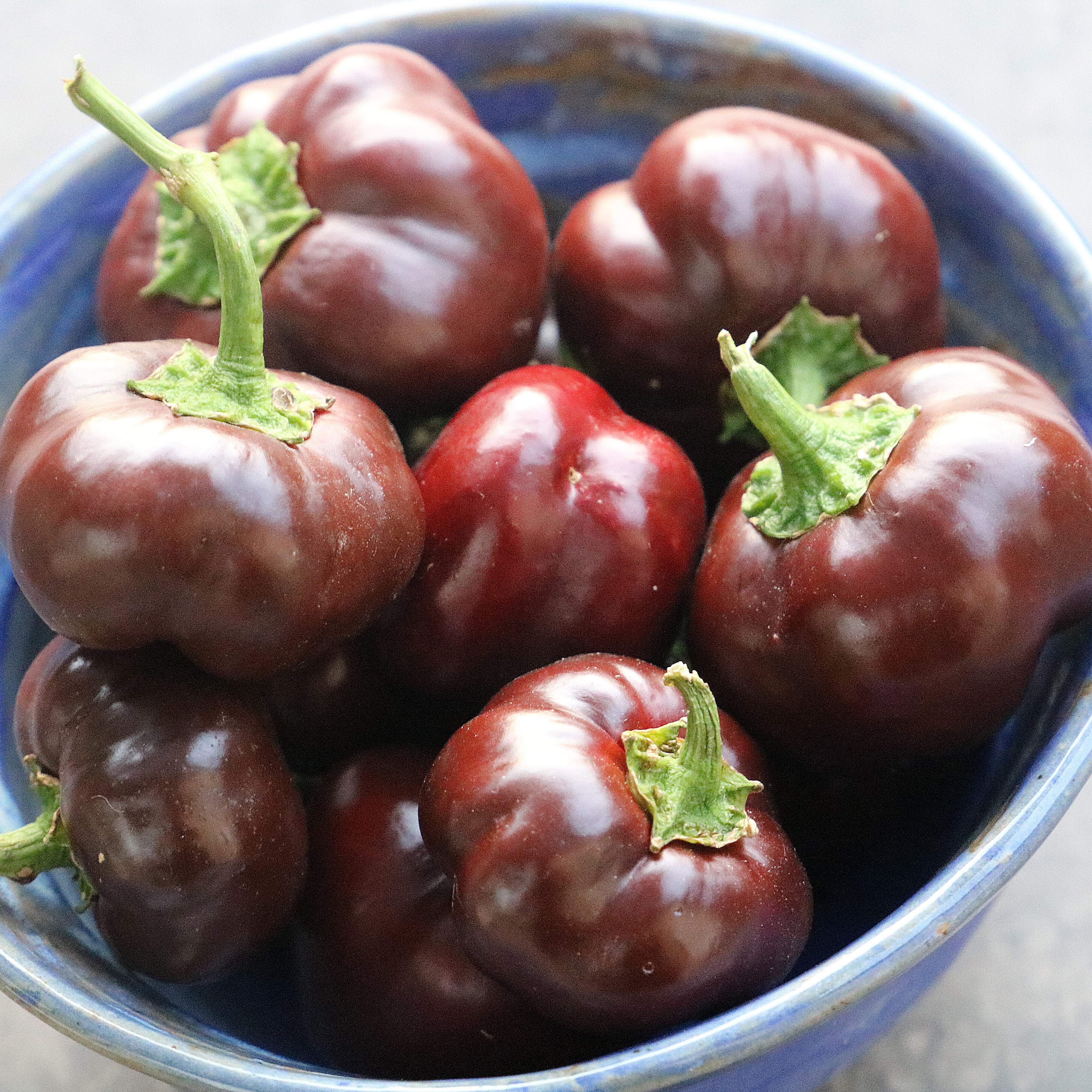 Miniature Chocolate Bell Pepper