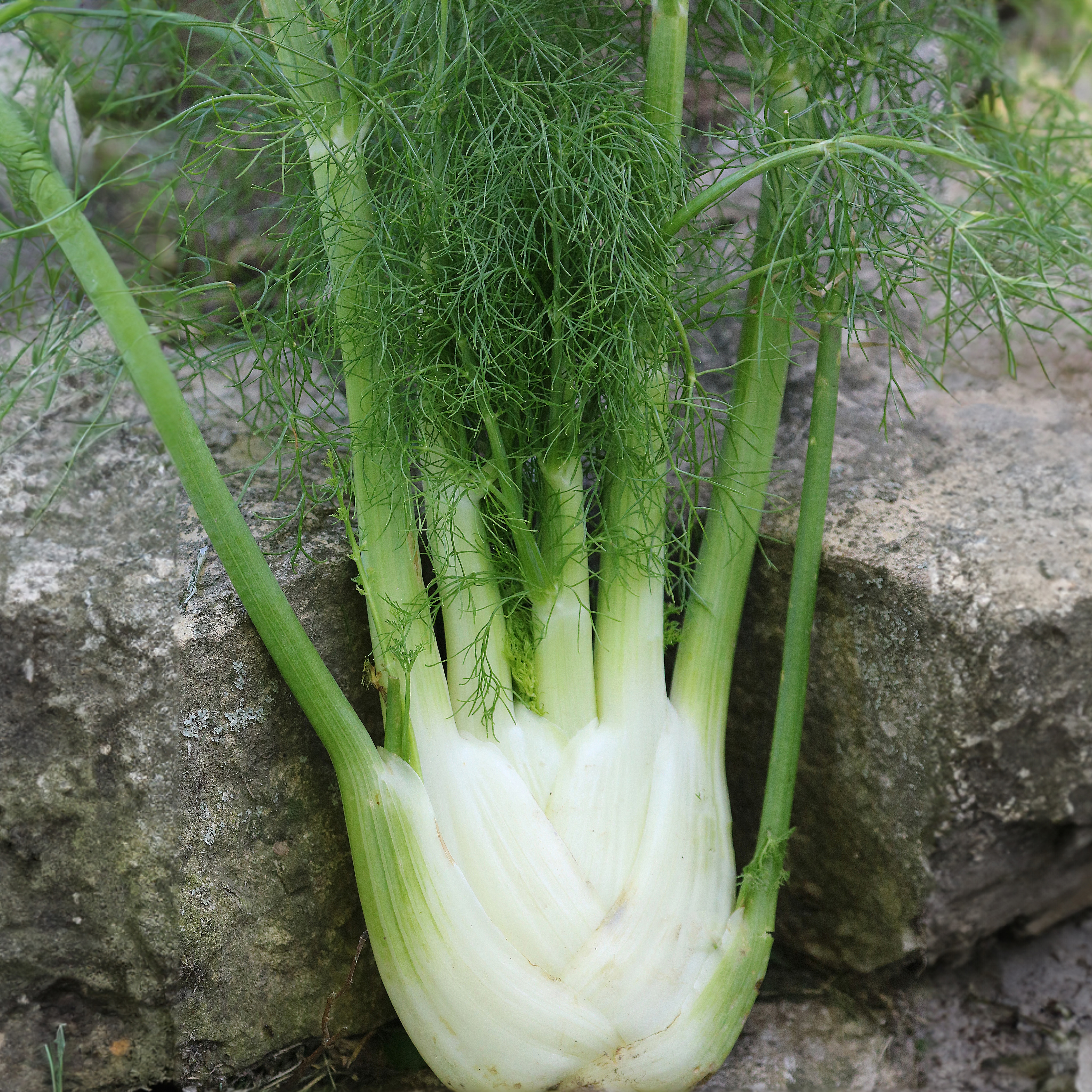 Finale Fennel