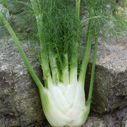 Finale Fennel