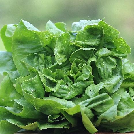 Anuenue Lettuce