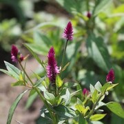 Ruby Parfait Celosia