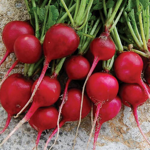 Radish, Early Scarlet Globe