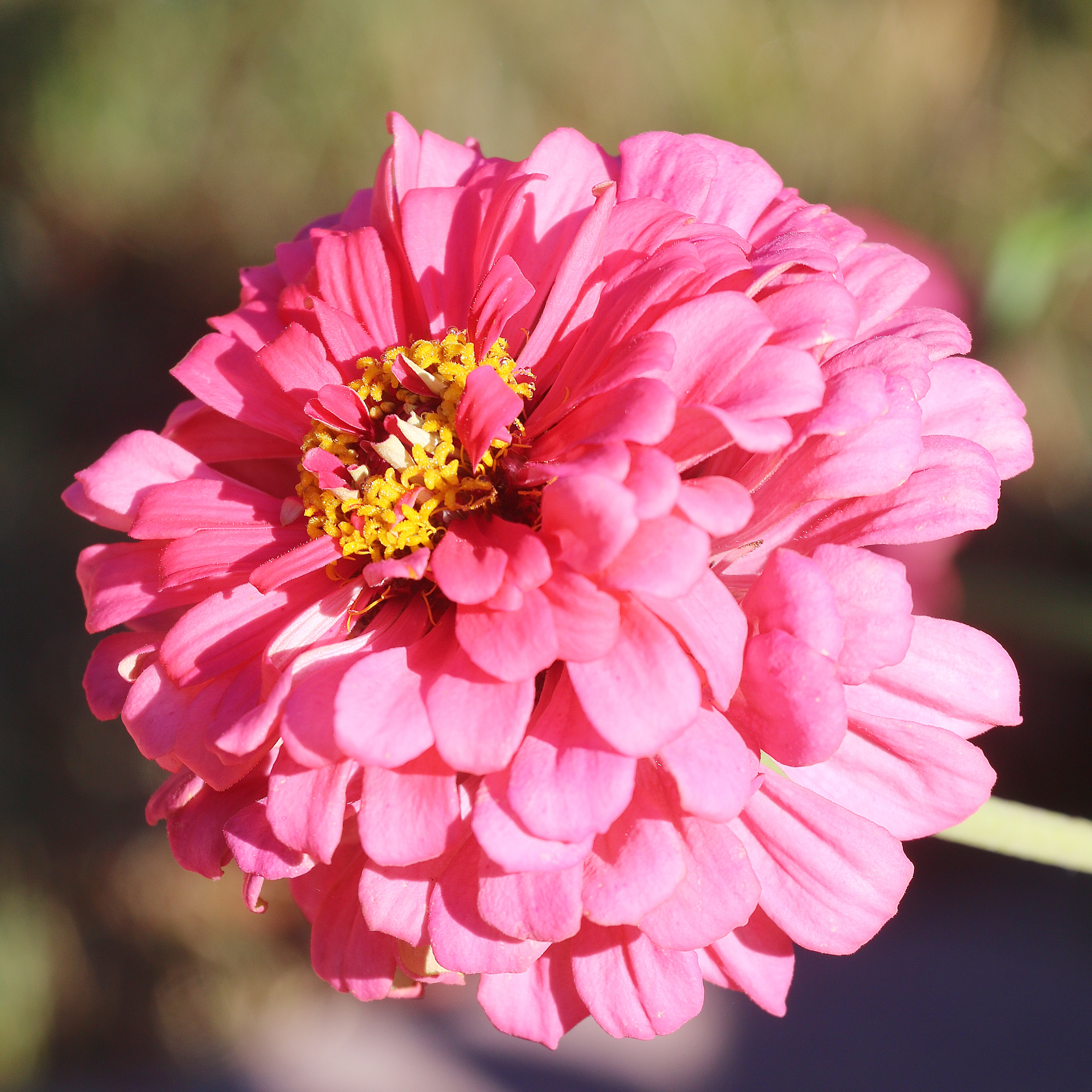 Luminosa Zinnia