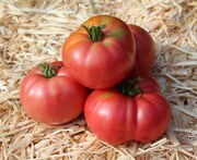 Four juicy Council Bluffs Heirloom tomatoes with green stems placed in straw.