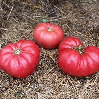 Council Bluffs Heirloom Tomato