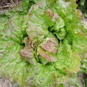 Lettuce with reddish tipped leaves