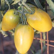 Willie's Garden tomato, yellow
