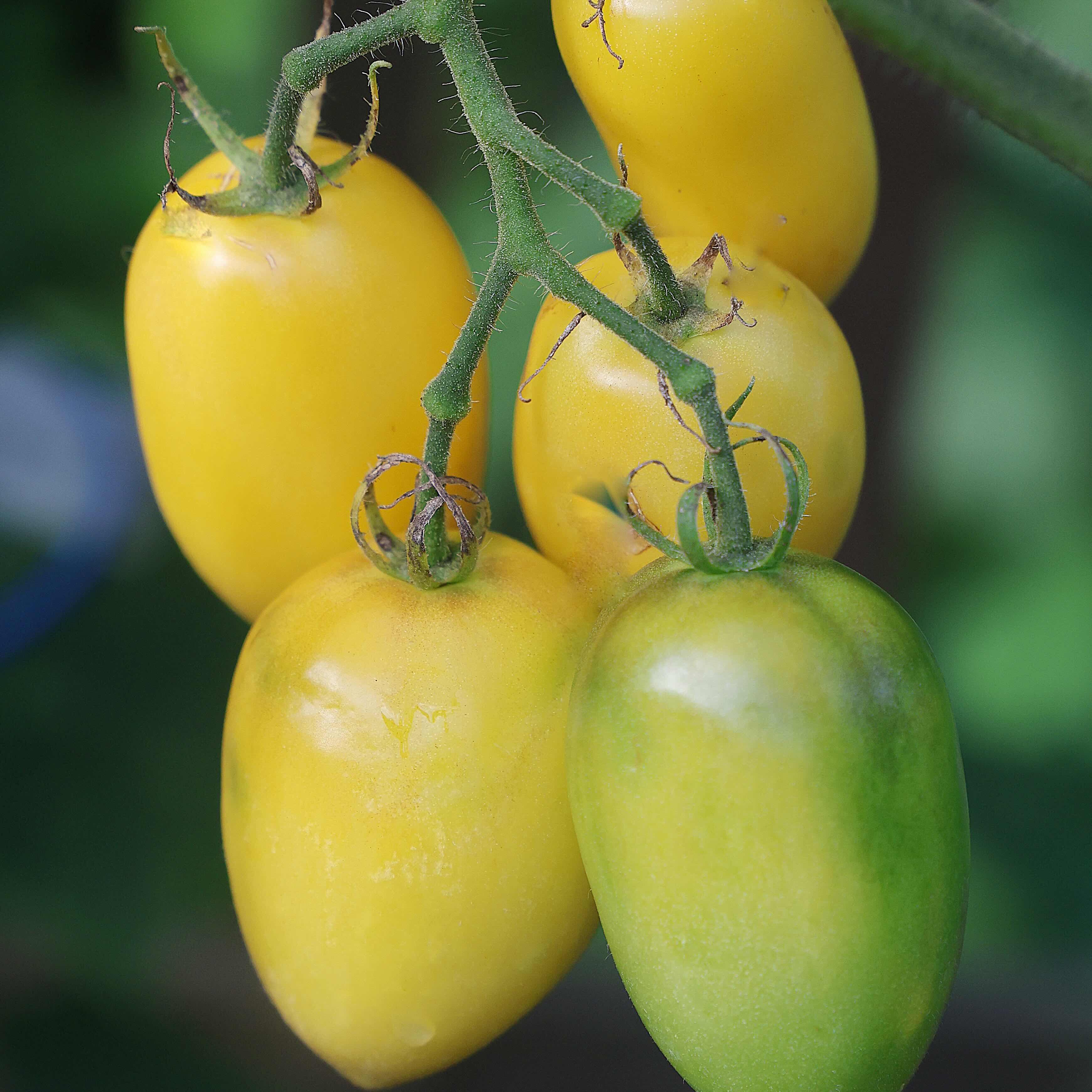 Willie's Garden tomato in a bowl