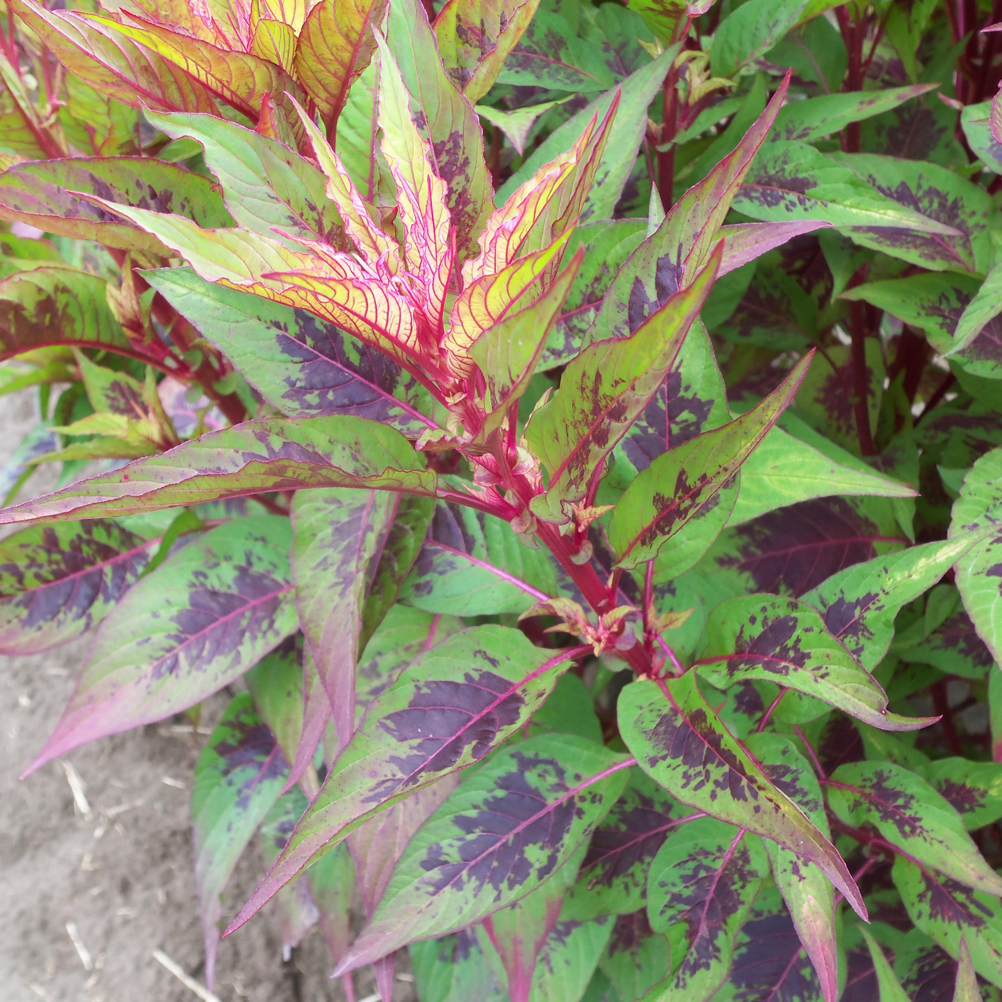 Himalayan Celosia Amaranth