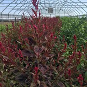 Himalayan Celosia Amaranth