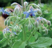 Herb, Borage