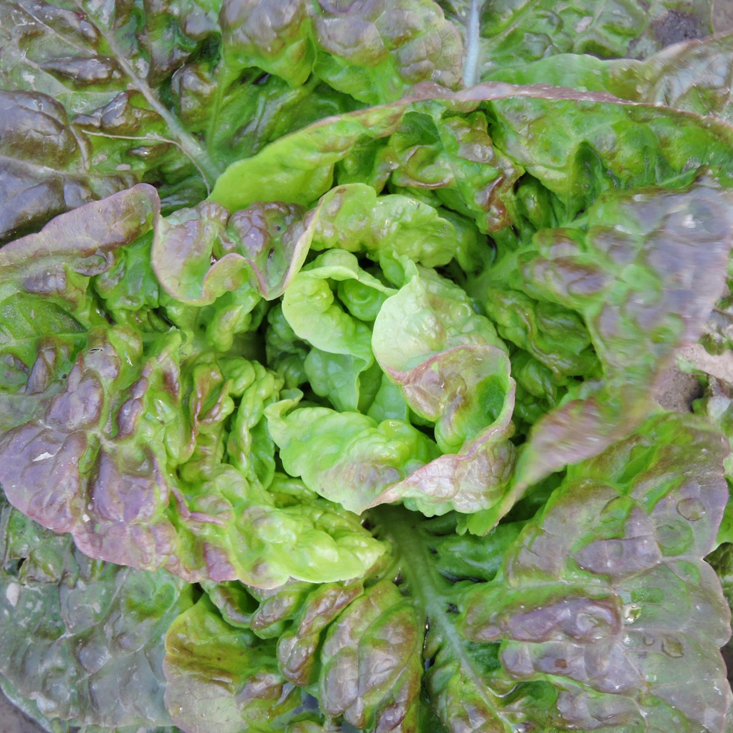 Crader Family Lettuce