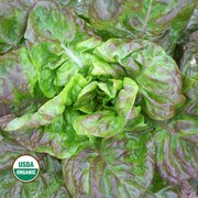 Green lettuce leaves with red tips