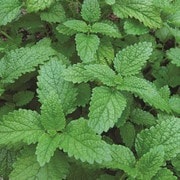 Lemon Balm