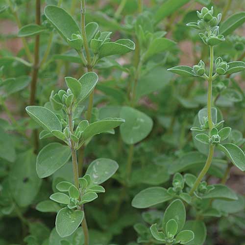 Sweet Marjoram Herb