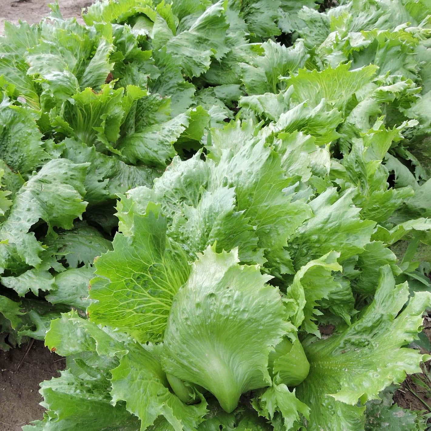 Crisphead lettuce with toothed edge