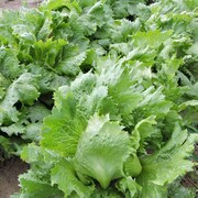 Crisphead lettuce with toothed edge