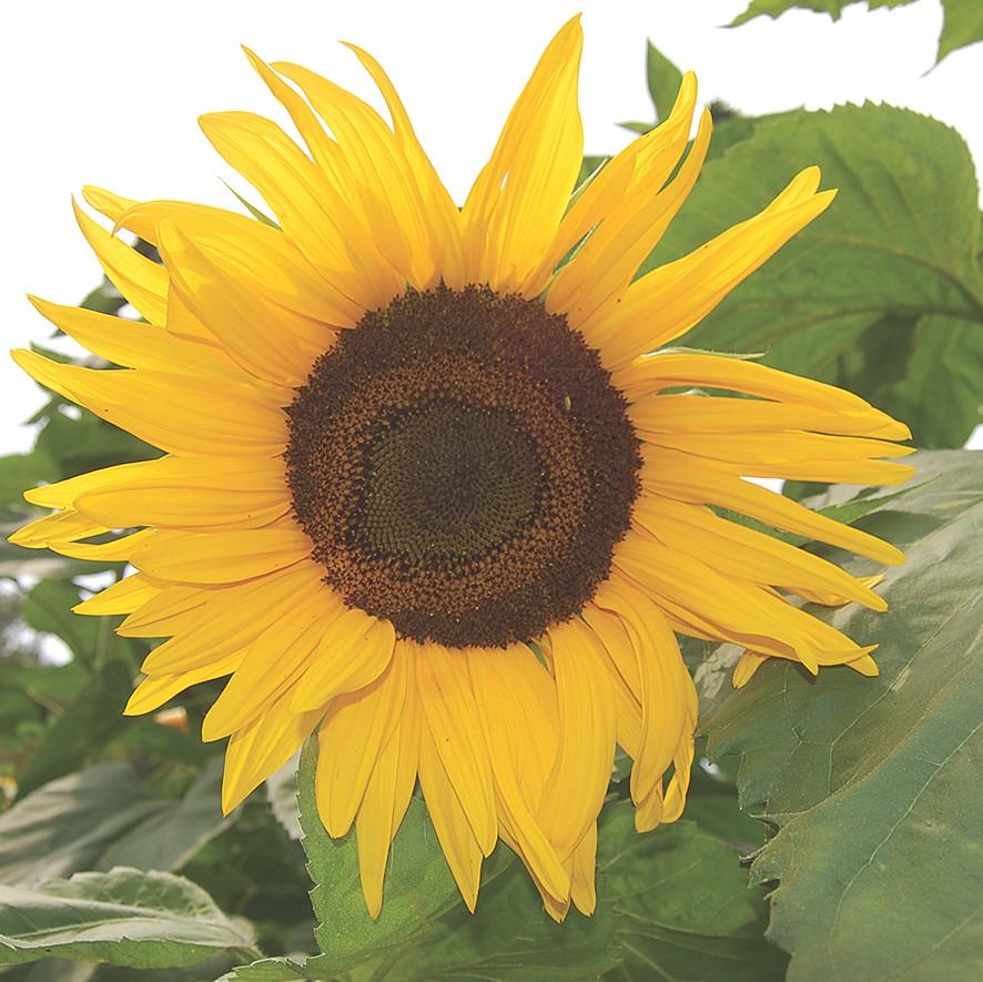 Arikara Sunflower