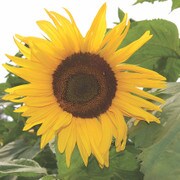 Arikara Sunflower