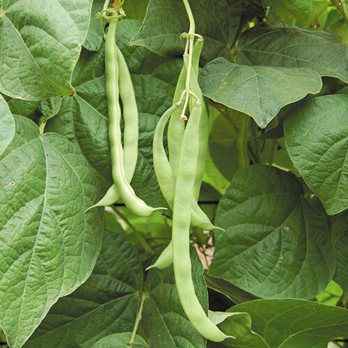 Bean, Kentucky Wonder Pole