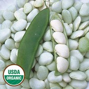 Pile of white beans, one green pod