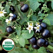 Huckleberry, Garden