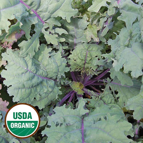 Kale, Red Russian