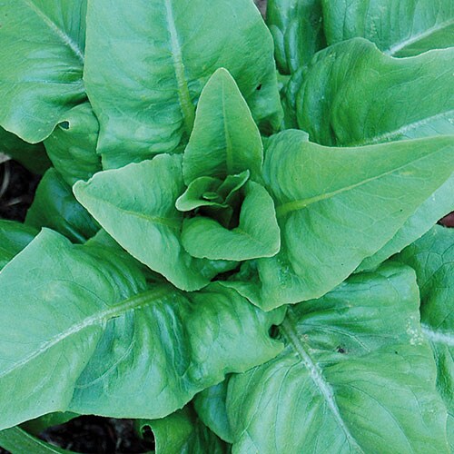 Lettuce, Amish Deer Tongue