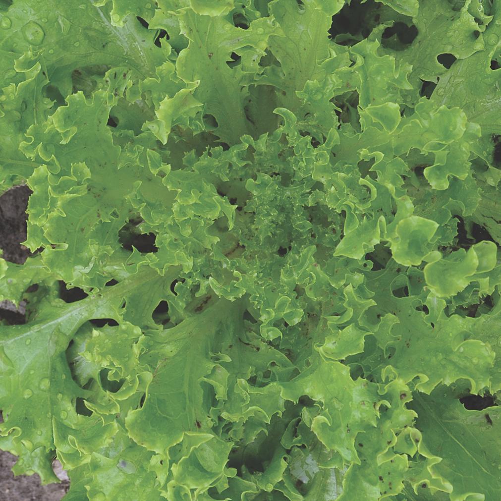 Tango Lettuce