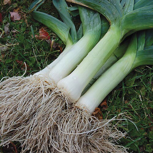 Leek, Giant Musselburgh